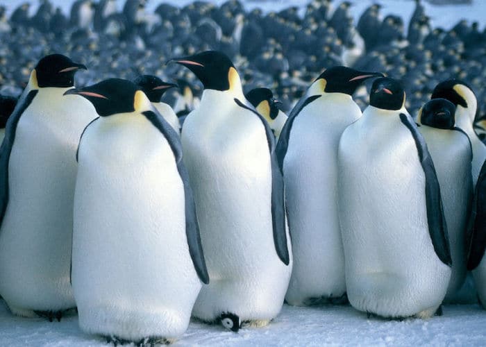 best documentaries for kids march of the penguins